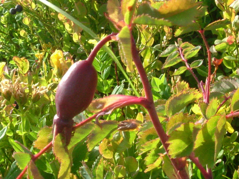 Rosa pendulina / Rosa alpina